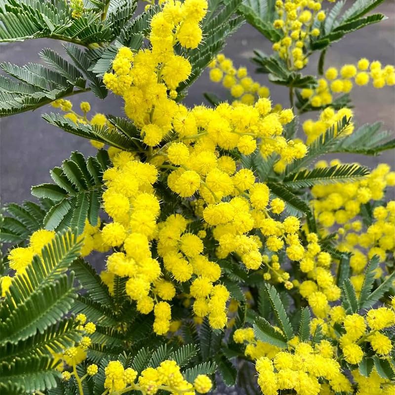Golden Mimosa seeds soak-water demonstrates pre-soak method to boost germination.