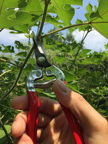 Gonicc fruits and vegetables harvesting snips for gentle picking.