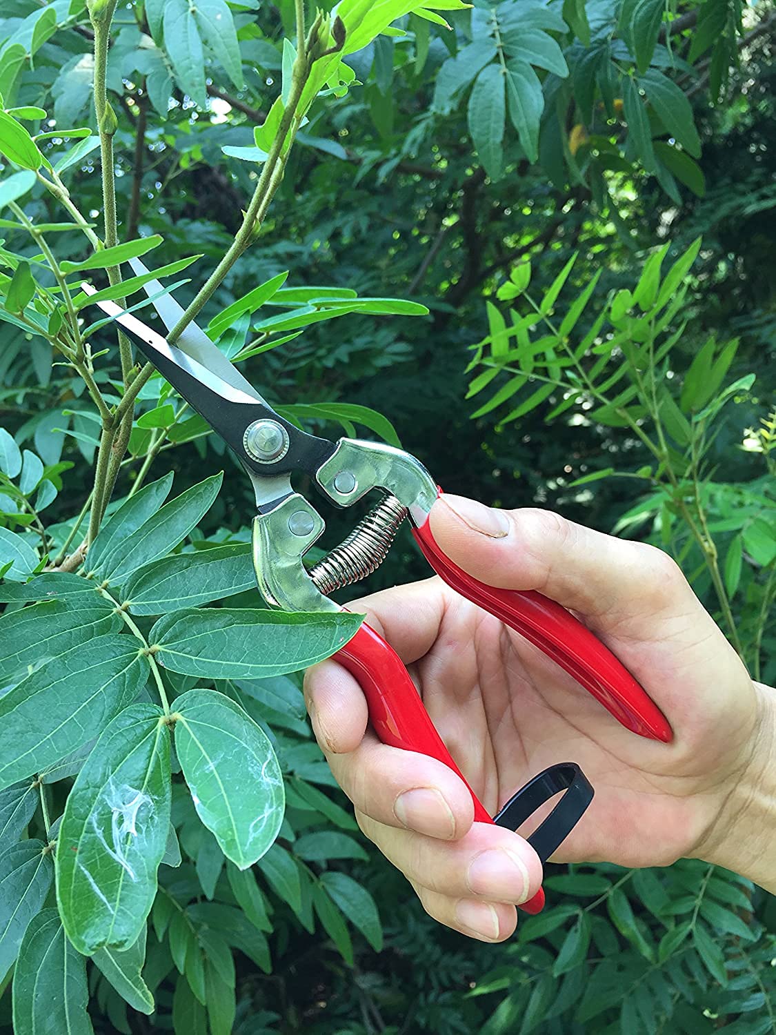Gonicc pruning hydroponic herbs with precision and care.