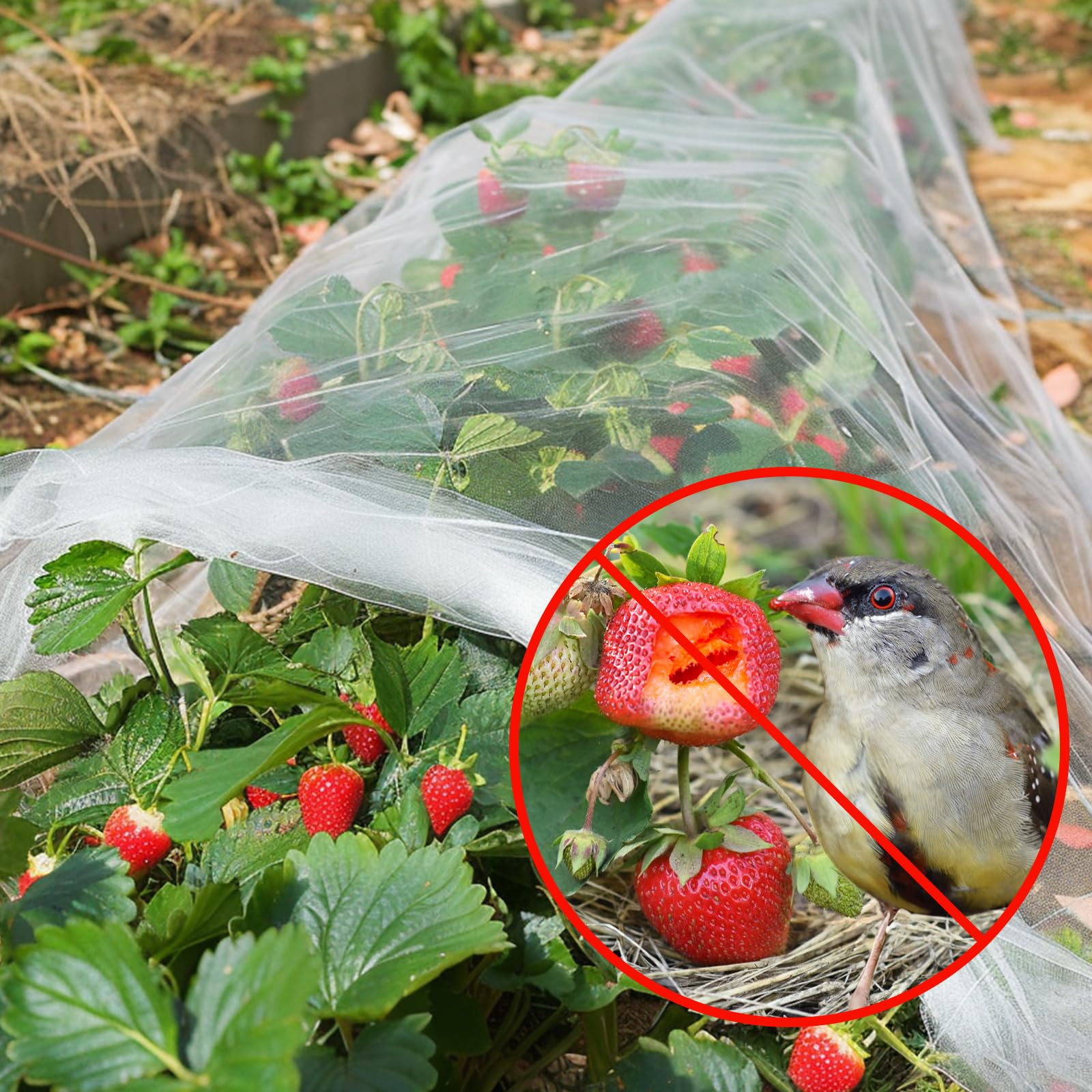 GonLei pest barrier netting protecting vegetables from squirrels and rabbits.