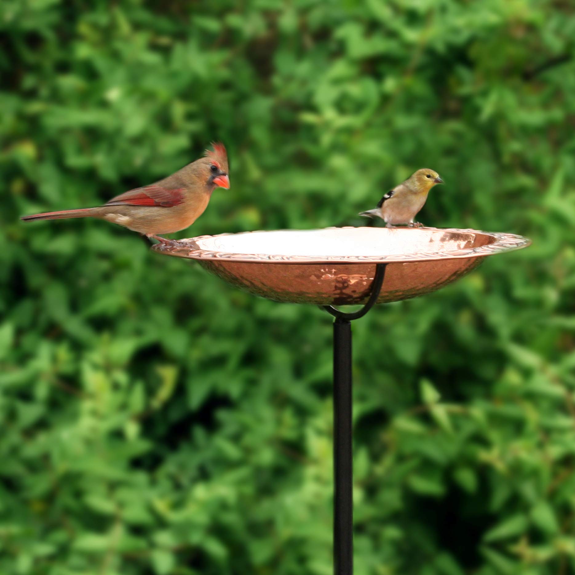 Good Directions copper surface highlighting sanitary-use for birds