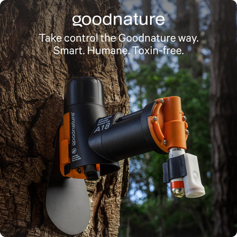 Goodnature A18 grey squirrel trap outdoors in park or yard installation