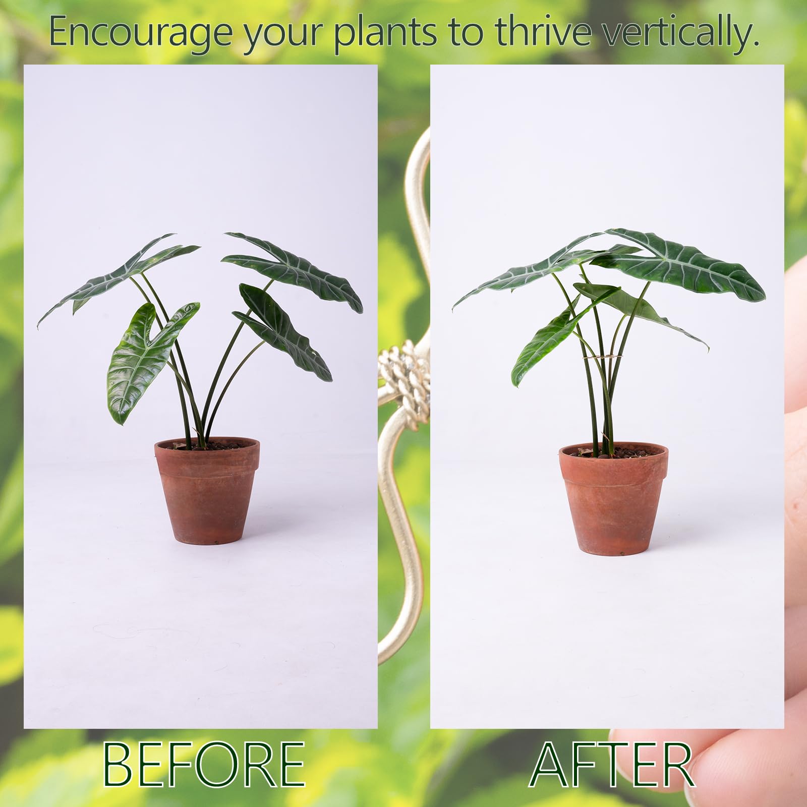 Goooxim 5-pack plant clips gently secure climbing vines without damage.