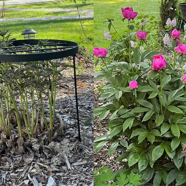 Goooxim dahlia support keeps stems upright for healthier growth