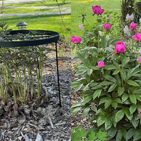 Goooxim dahlia support keeps stems upright for healthier growth
