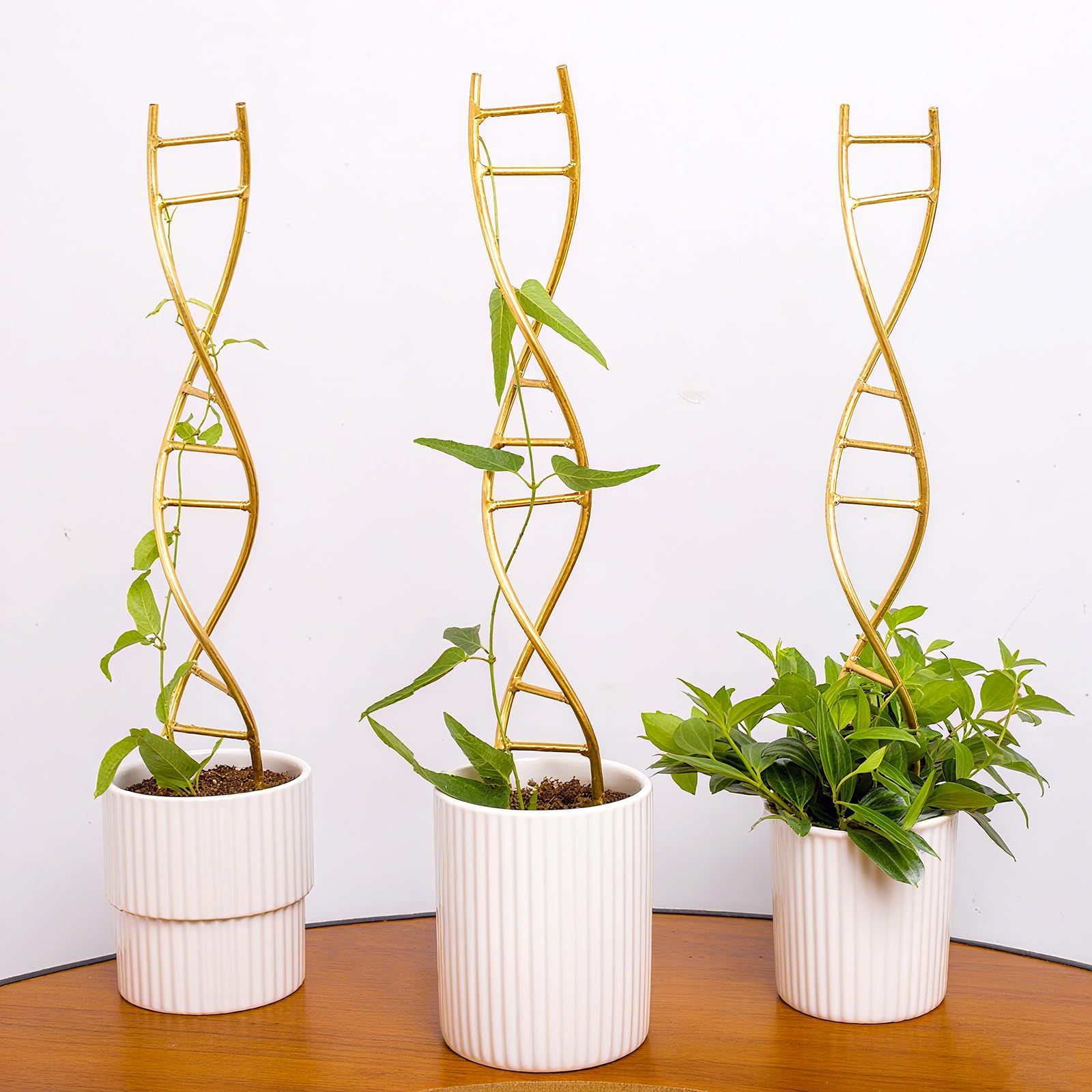 Goooxim DNA spiral trellis improves support for climbing plants indoors.