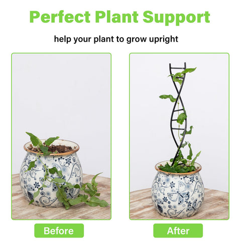 Goooxim DNA Spiral Trellis monstera growth with improved airflow