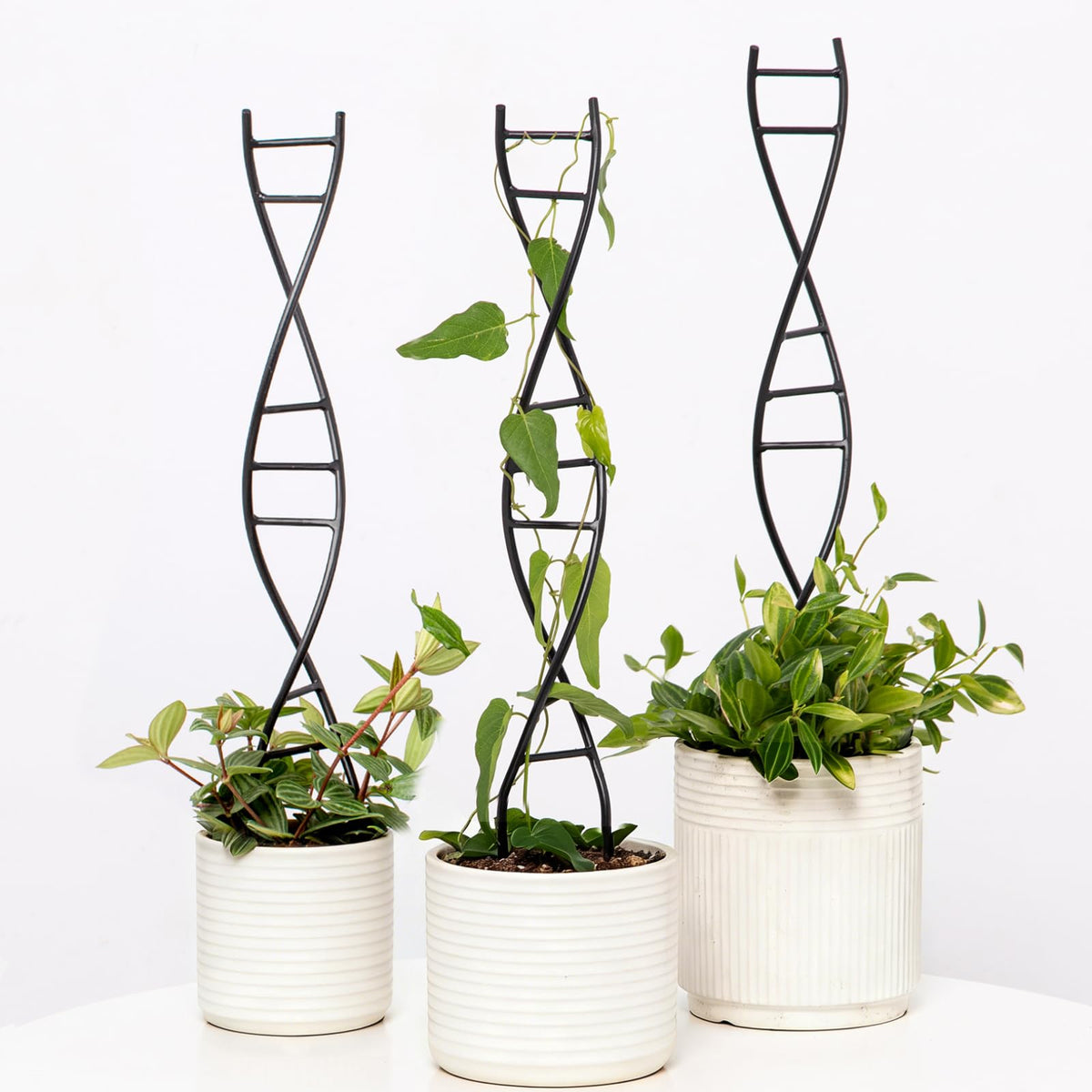 Goooxim DNA Spiral Trellis setup offers quick installation for sturdy plant support