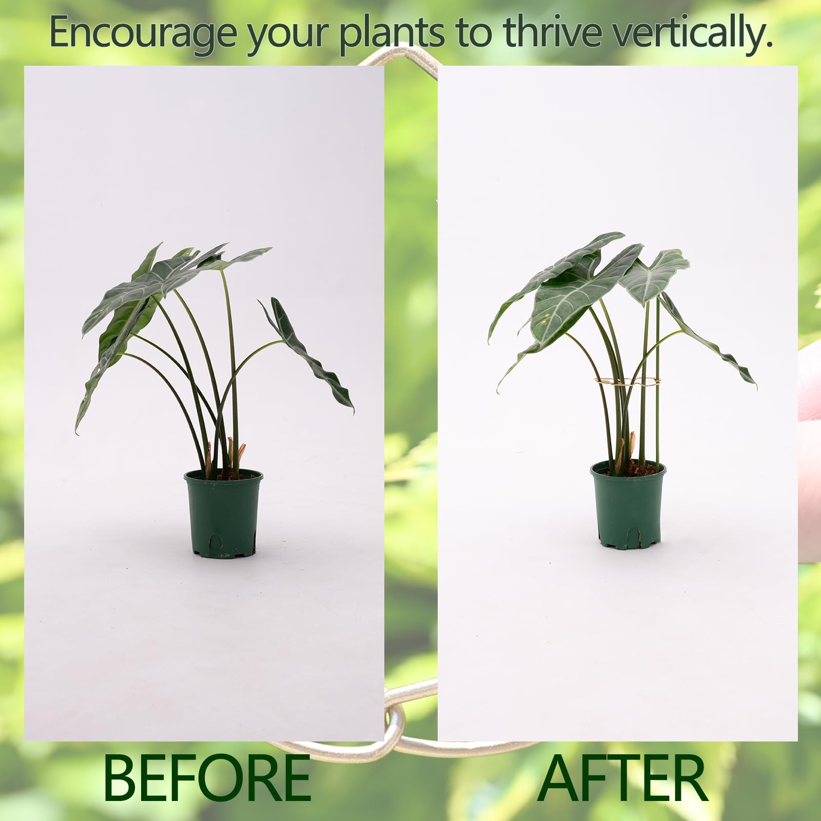 Goooxim durable bamboo clamps secure your plant stake for outdoor or indoor use