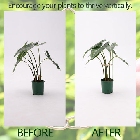 Goooxim durable bamboo clamps secure your plant stake for outdoor or indoor use