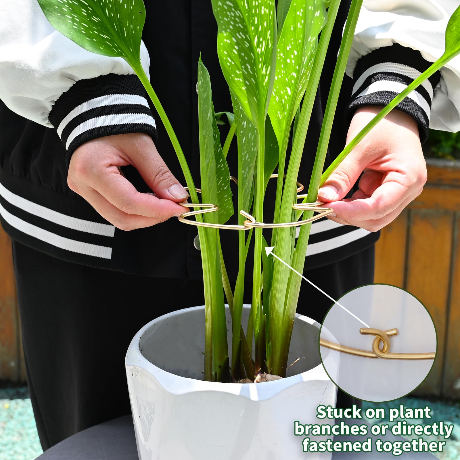 Goooxim easy install Monstera stake makes setup quick and secure