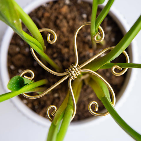 Goooxim gift-ready Monstera hook set for plant lovers and home gardeners.