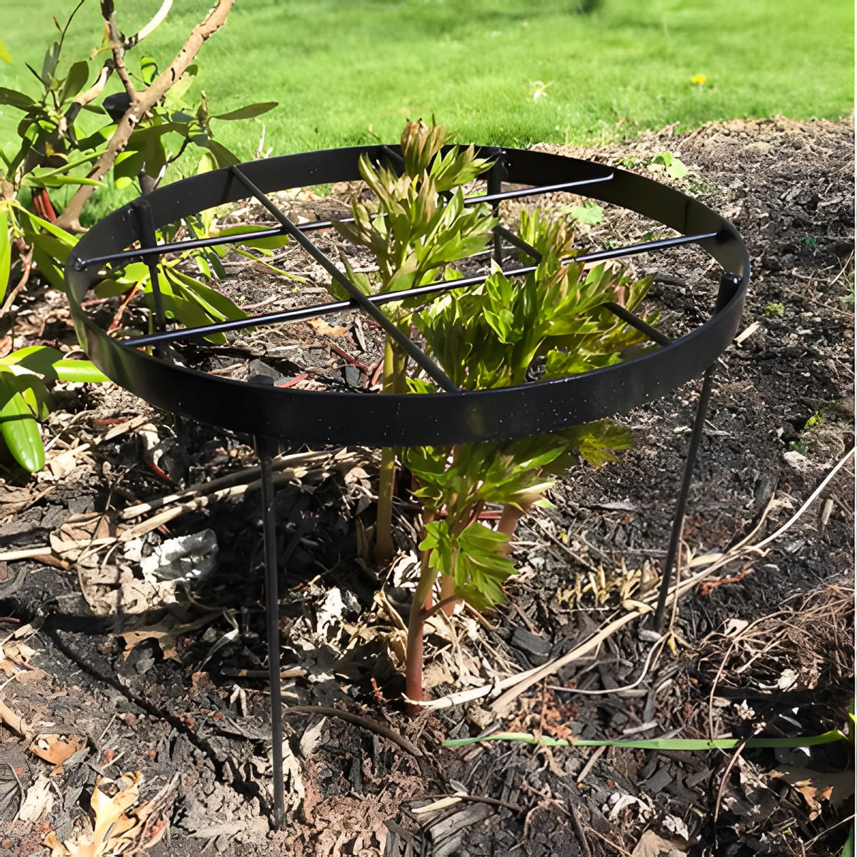 Goooxim large peony cages round ring assembly provides sturdy peony stem support