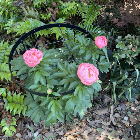 Goooxim large peony cages round ring overview shows round rings guiding tall blooms
