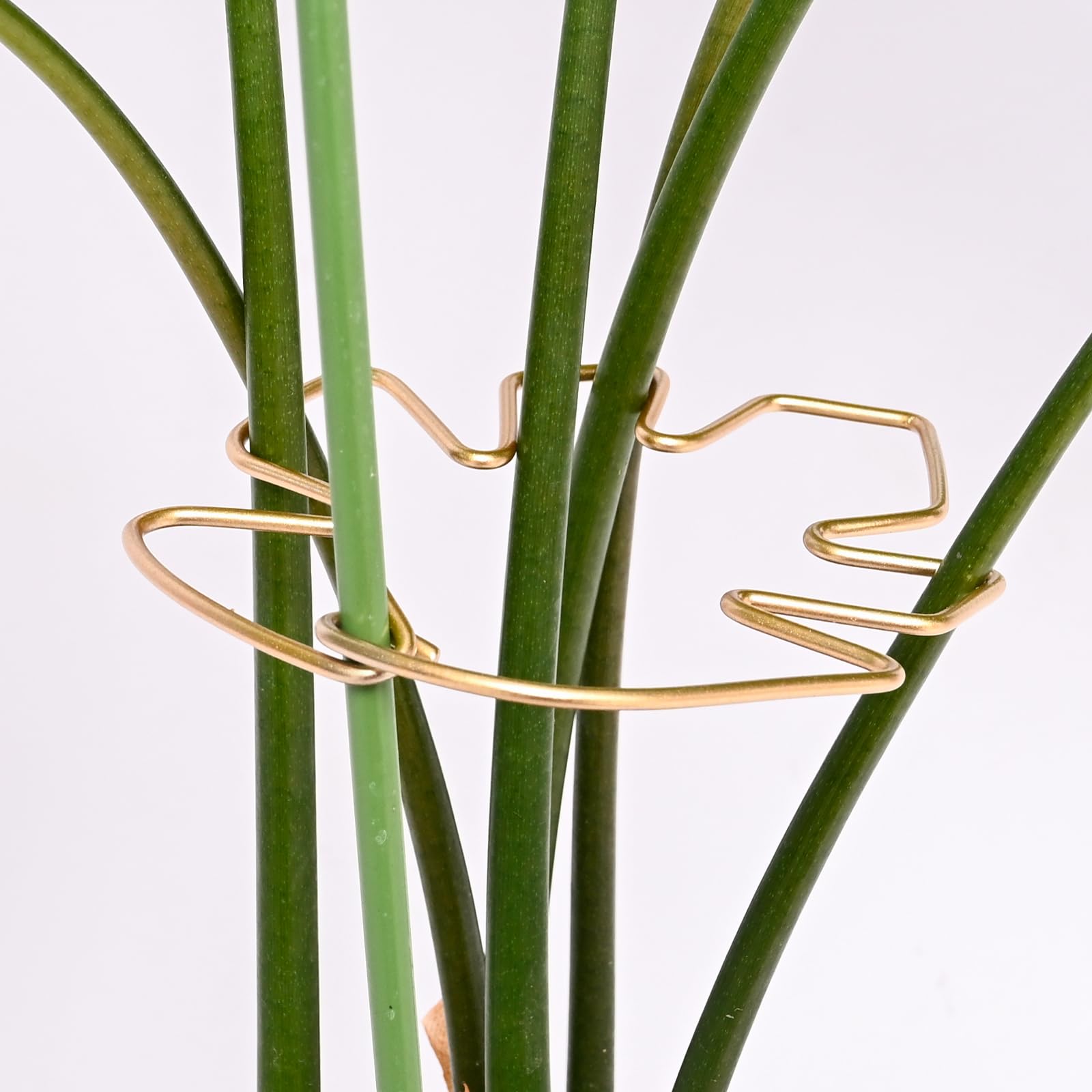 Goooxim Monstera stem support clips provide sturdy backing for climbing plants
