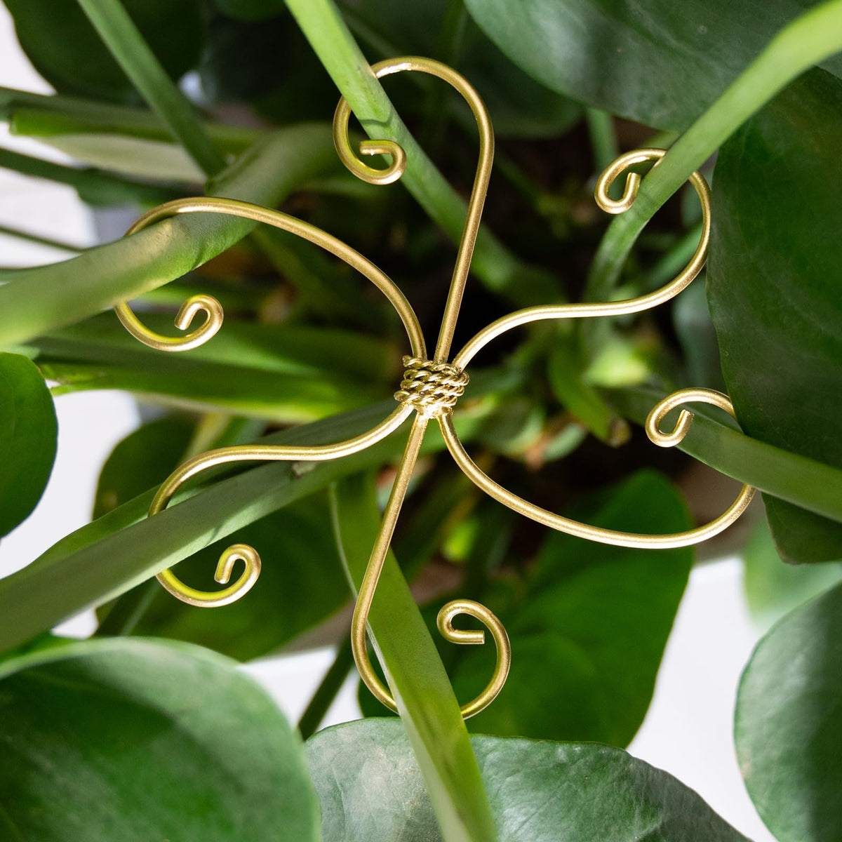 Goooxim Monstera stem support hook maintains upright growth for indoor plants