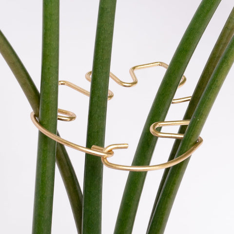 Goooxim Monstera stem support main image showing a sturdy stake for climbing vines.