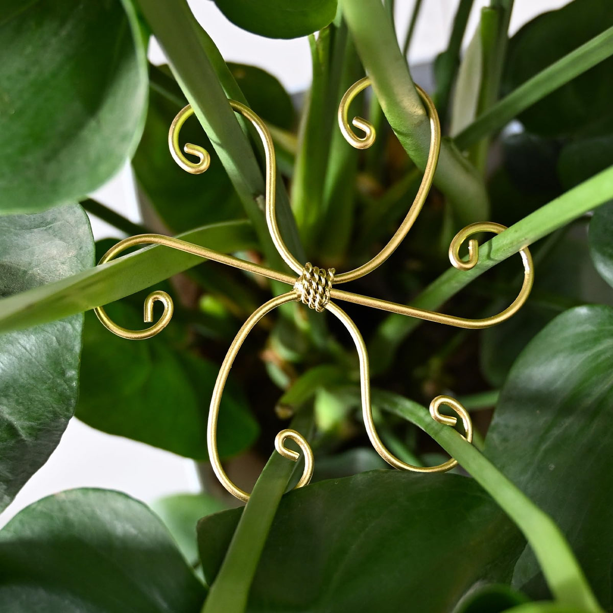 Goooxim Monstera stem support stakes front view for stable upright growth.