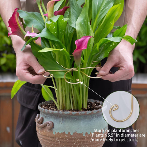 Goooxim Monstera stem support stakes gift pack for plant lovers.