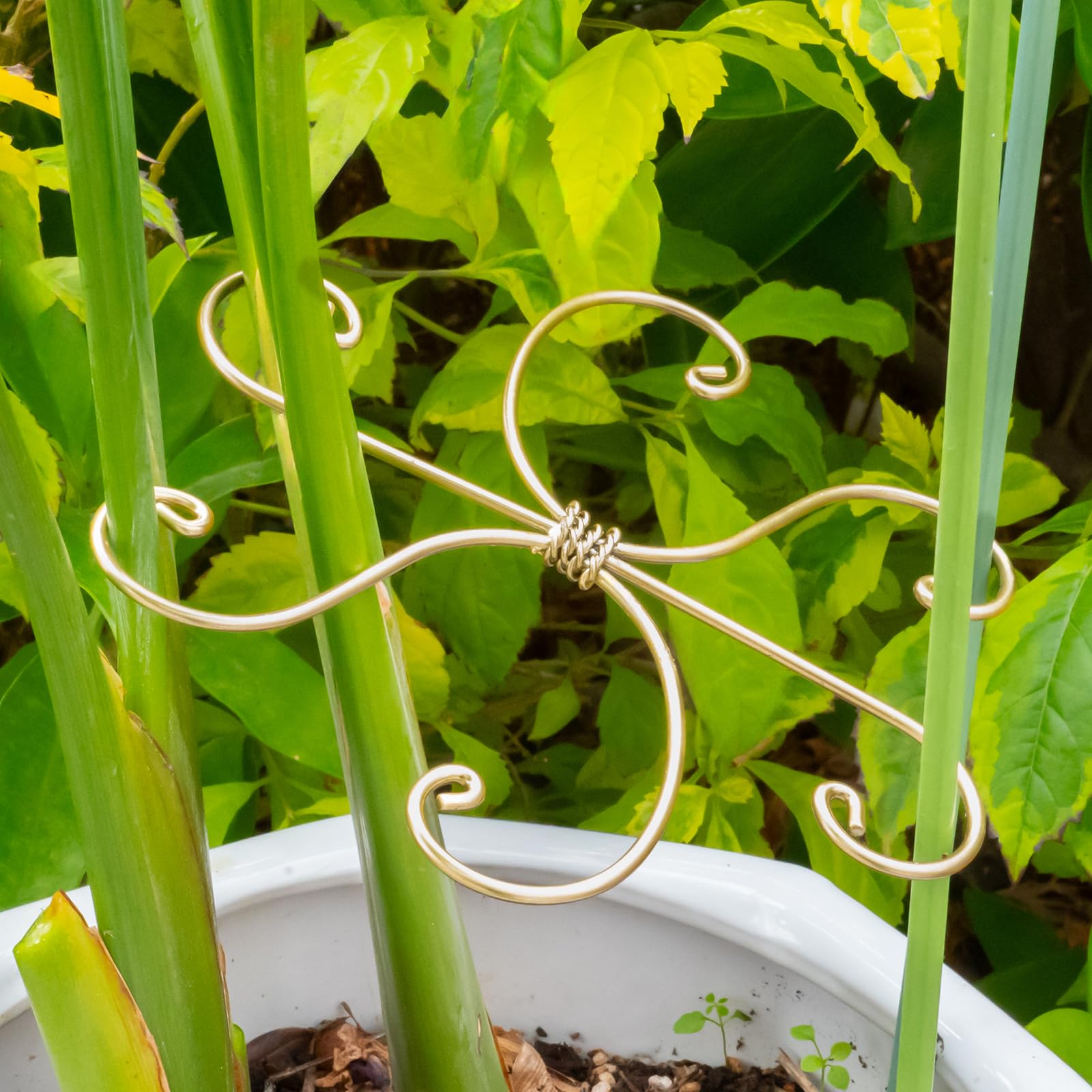 Goooxim indoor garden setup with these stakes supports upright stems.