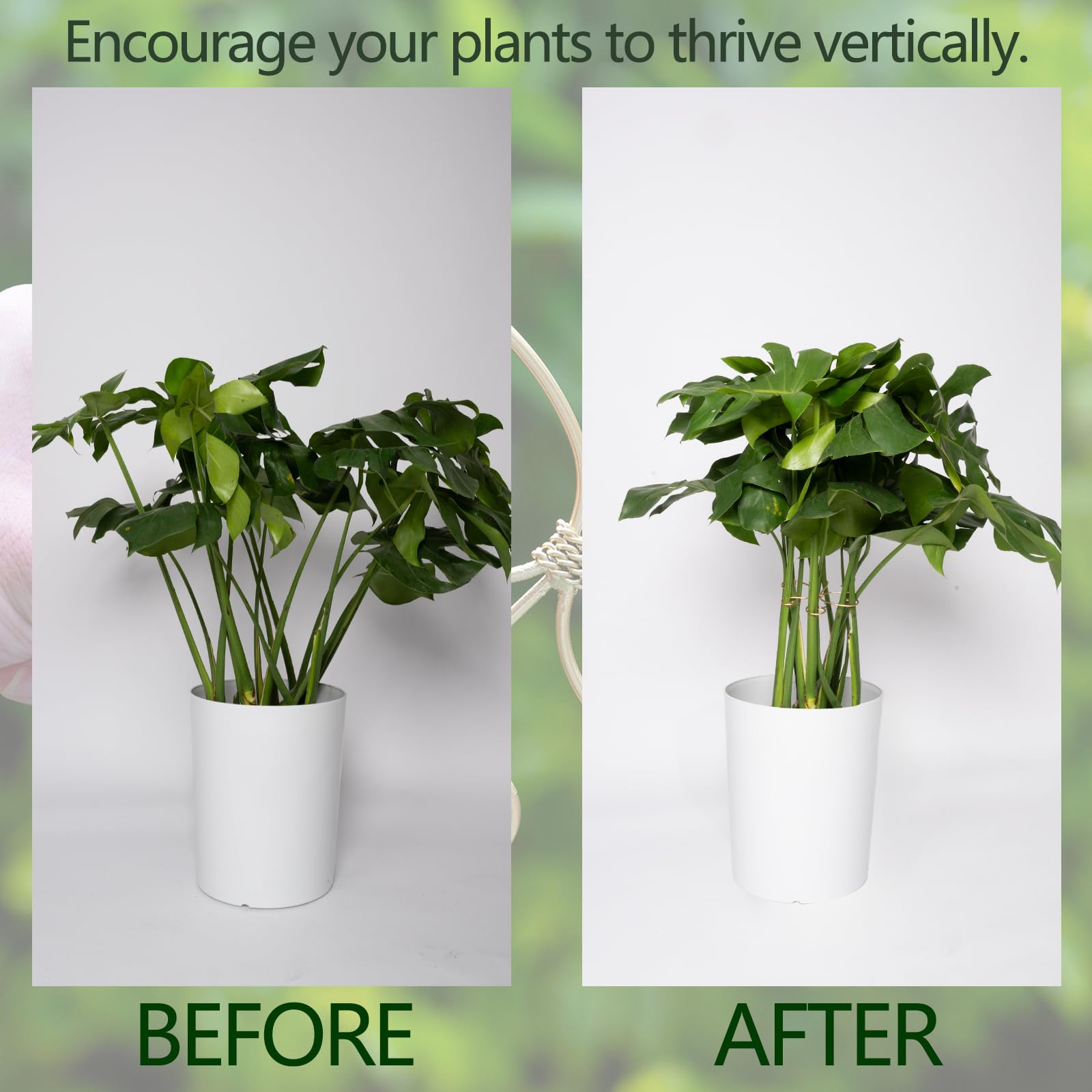 Goooxim Monstera stem support clips secure vines without damage.