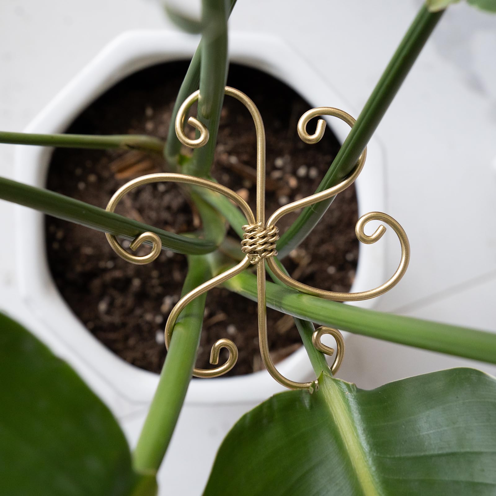 Goooxim Monstera support kit in gold blends with decor while guiding growth