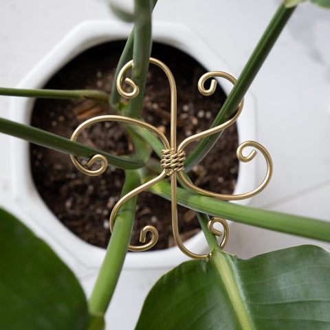 Goooxim Monstera support kit in gold blends with decor while guiding growth