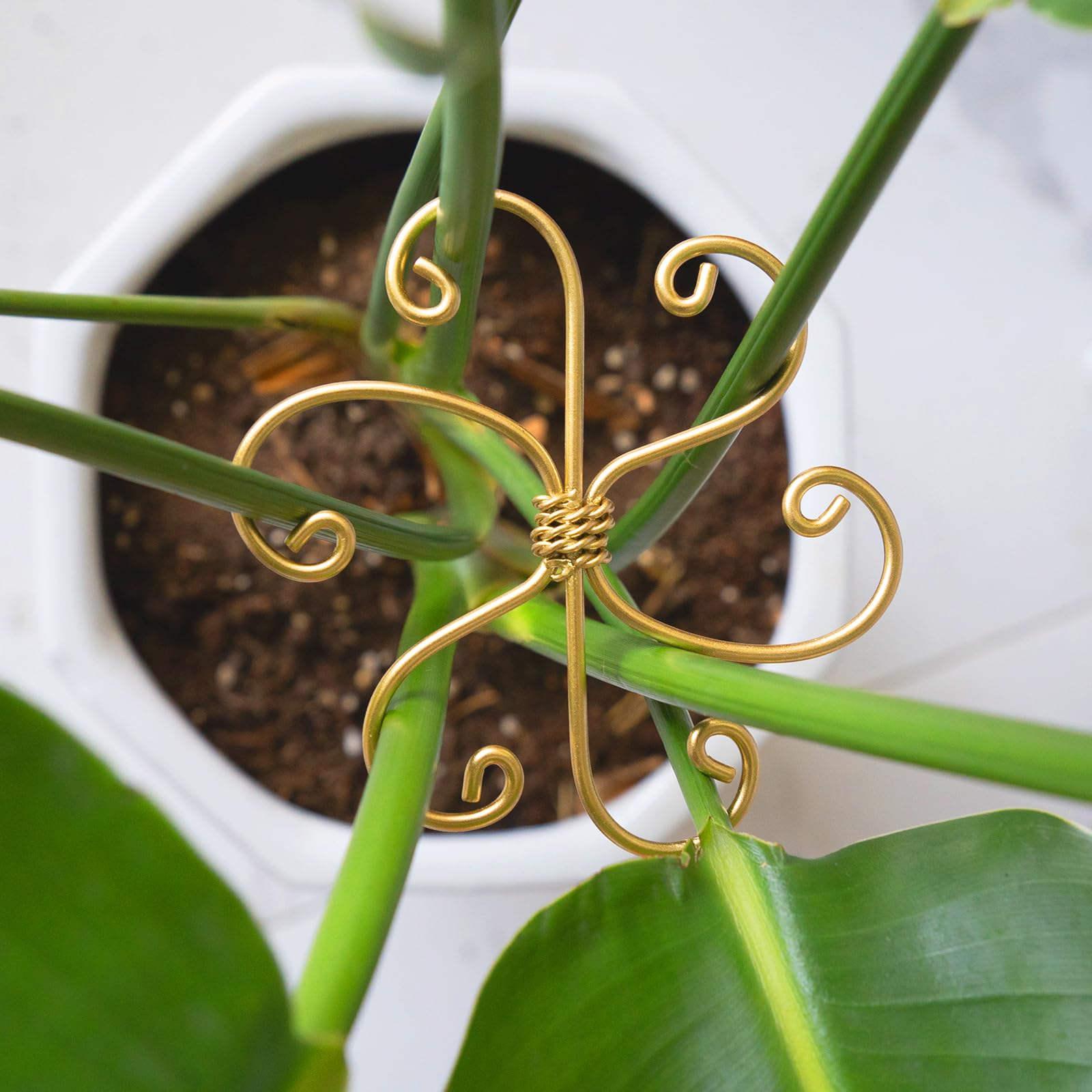 Goooxim plant stem support in gold provides gentle stabilization for upright Monstera growth