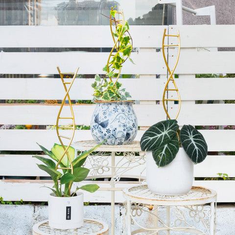 Goooxim spiral design plant stake enhances home garden aesthetics while guiding growth.