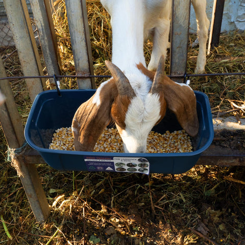 9-quart capacity reduces refills during busy feeding times.