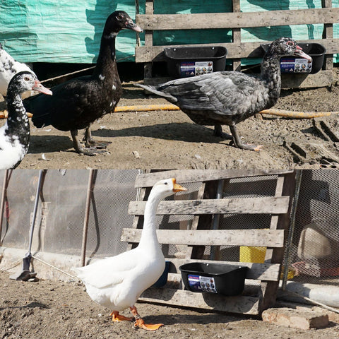 Goovilla durable coop feeder suitable for poultry and small livestock