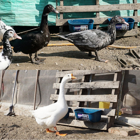 Goovilla multi-animal feeder suitable for chickens, ducks, goats, and more.
