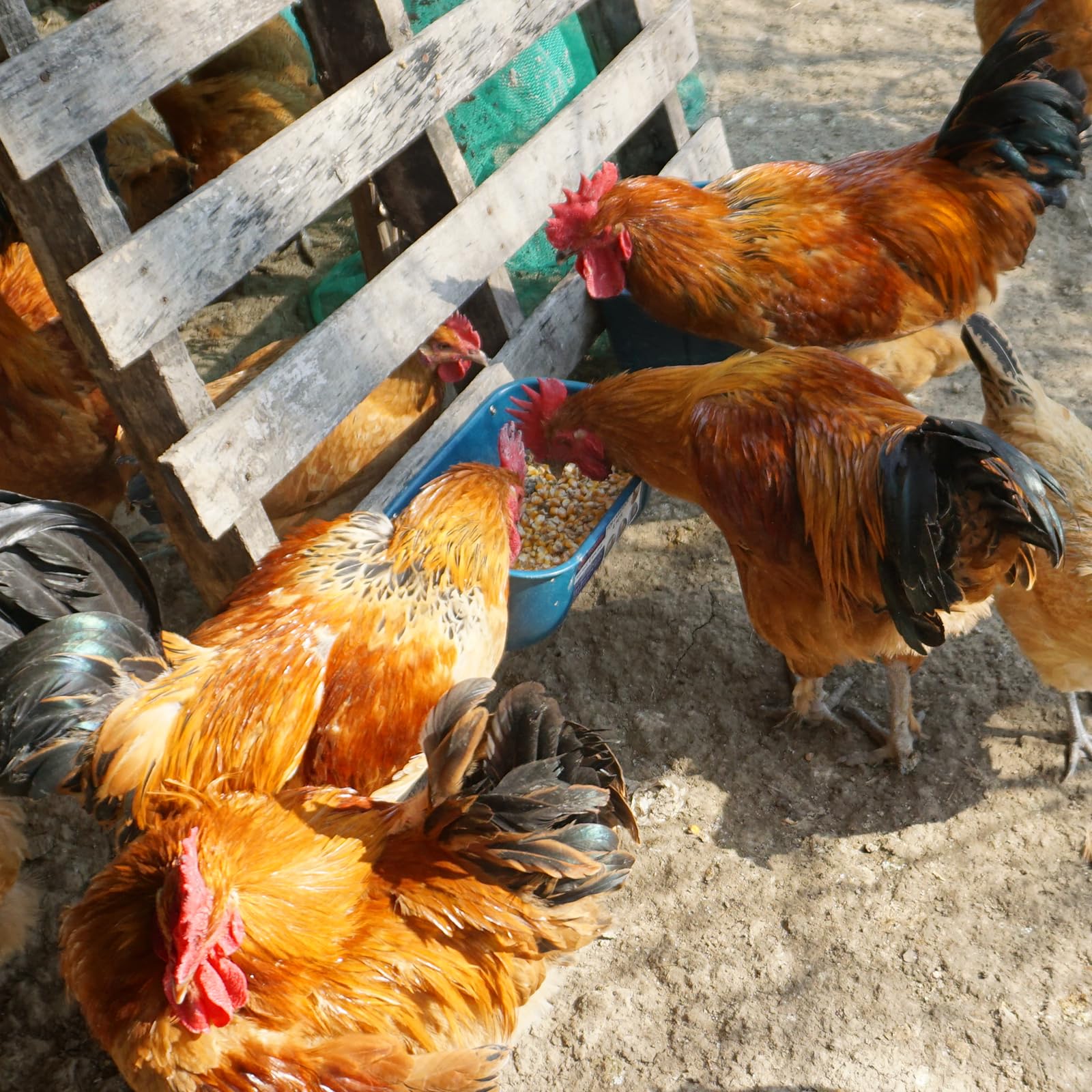 Goovilla no-waste, no-spill design keeps feed tidy and contained.