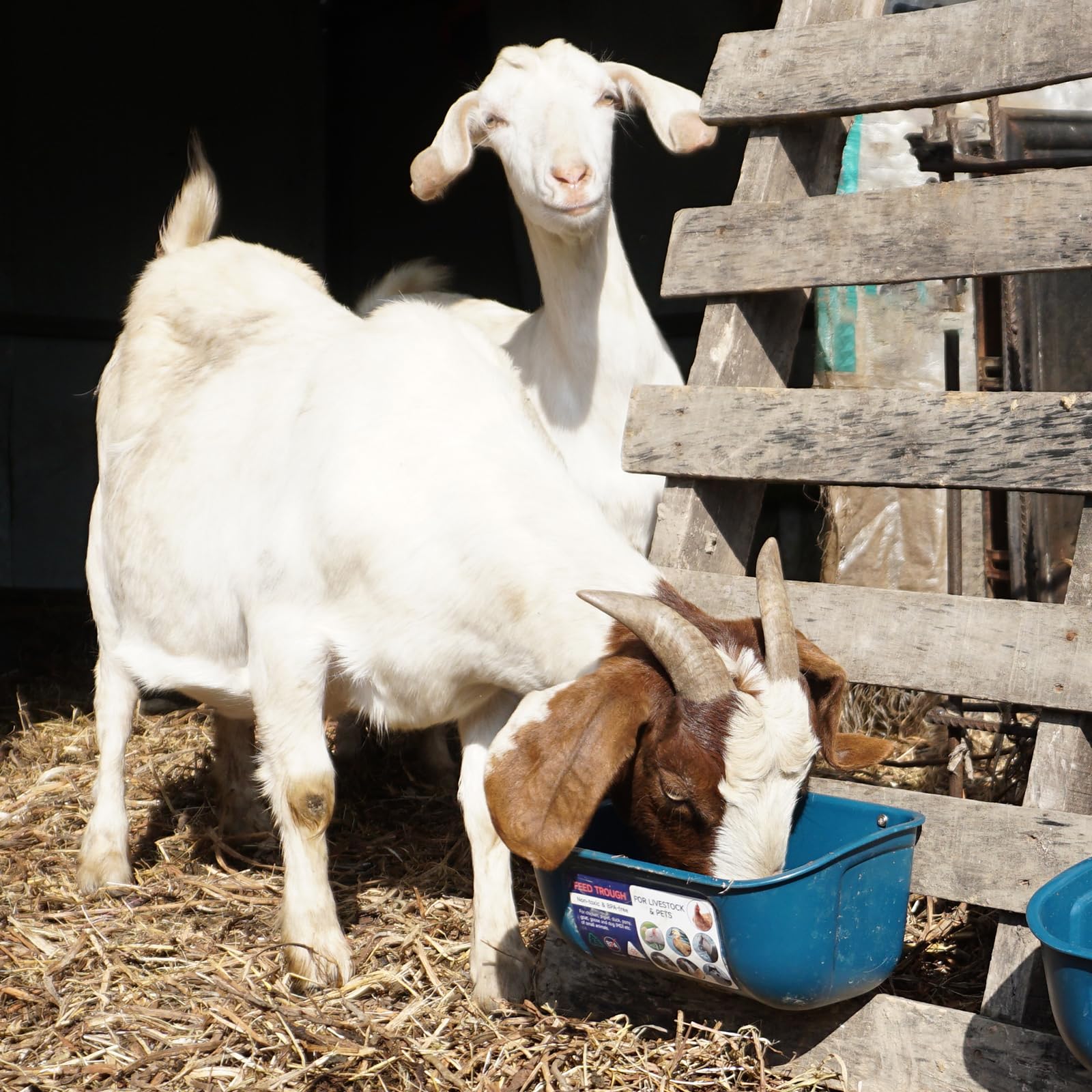 Goovilla two-pack poultry feeders shown together for value and versatility.