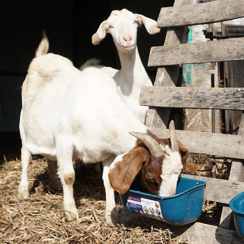 Goovilla two-pack poultry feeders shown together for value and versatility.