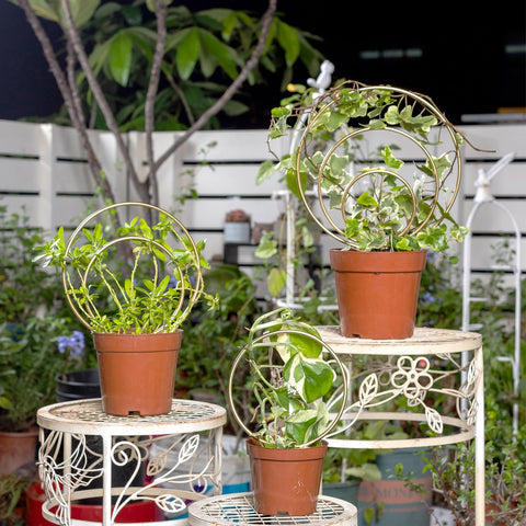 Gotrays Mirthdino Hoya Trellis concentric circles add decorative plant display