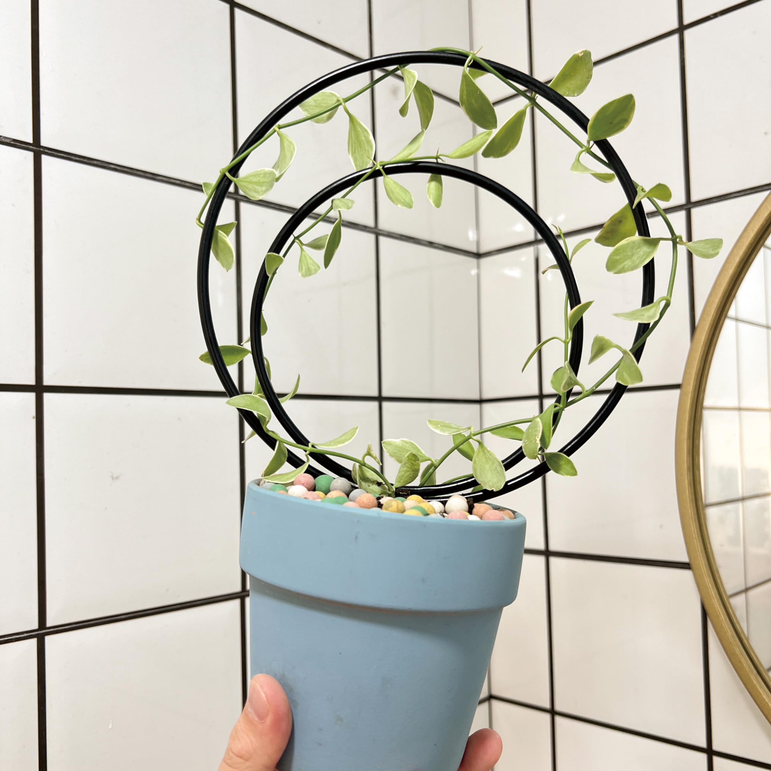 Gotrays Mirthdino Hoya Trellis gold finish accents indoor plants