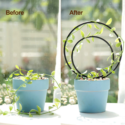 Gotrays Mirthdino Hoya Trellis large circle fits tall plants securely