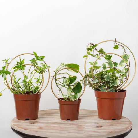Gotrays Mirthdino Hoya Trellis mini grid supports indoor vines gracefully