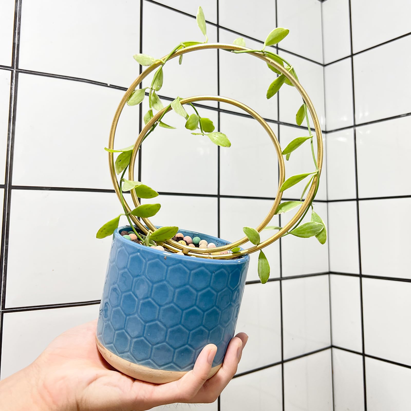 Gotrays Mirthdino Hoya Trellis gold-tone finish elevates home decor while supporting ivy