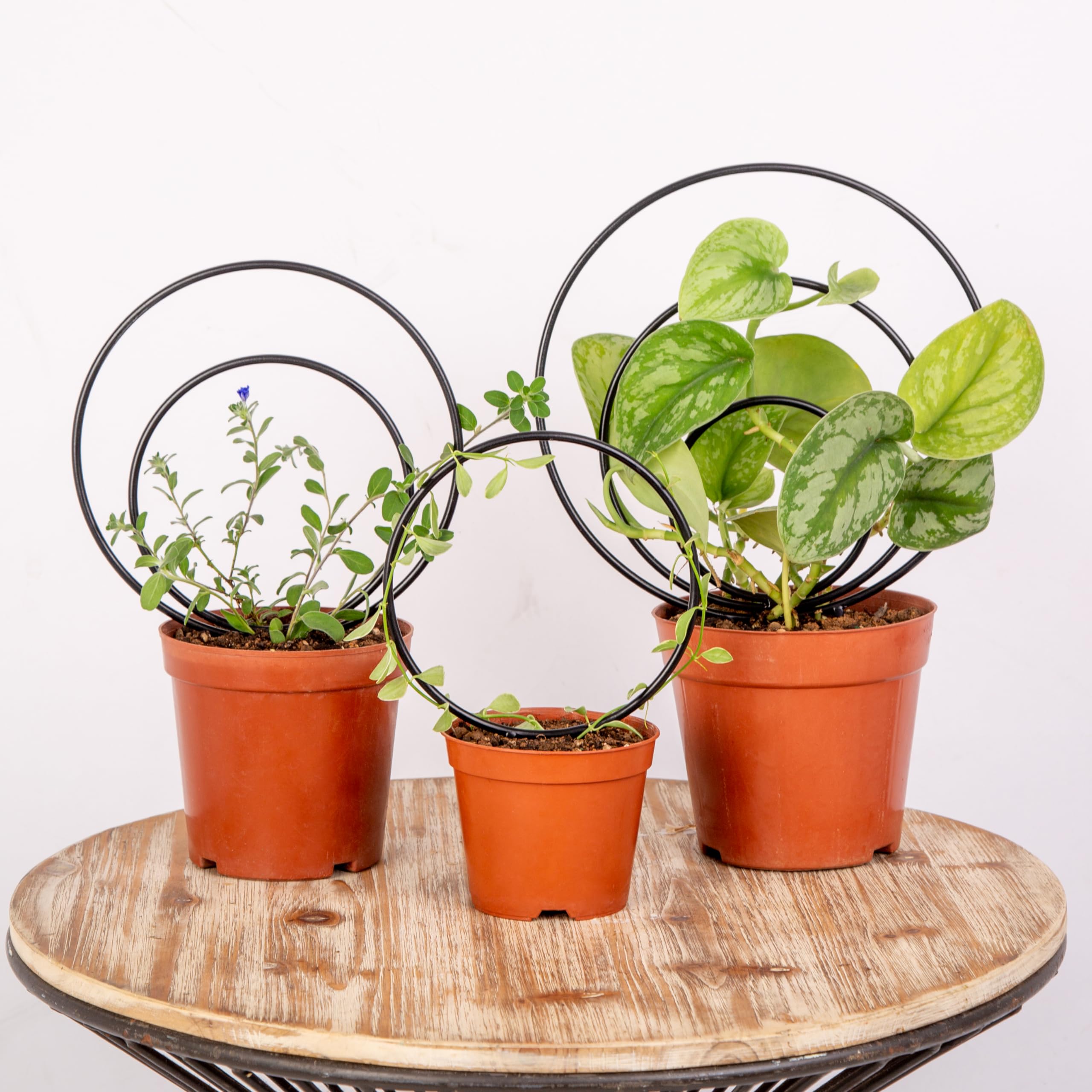 Gotrays Mirthdino Hoya Trellis small circle supports climb with durable metal