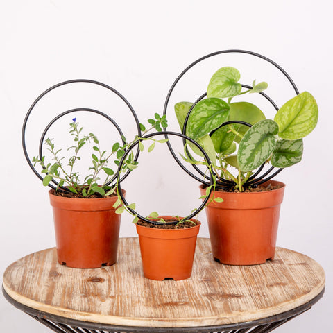 Gotrays Mirthdino Hoya Trellis small circle supports climb with durable metal