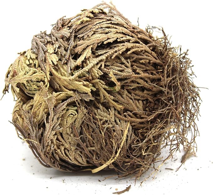 Govinda Rose of Jericho flower revives in water, bringing peaceful, abundant ambiance.