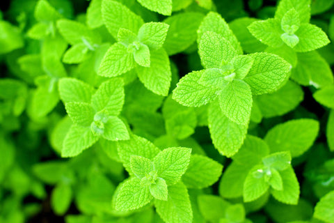 Graffiti GRDN Apple Mint in dish adds light, sweet note to desserts.
