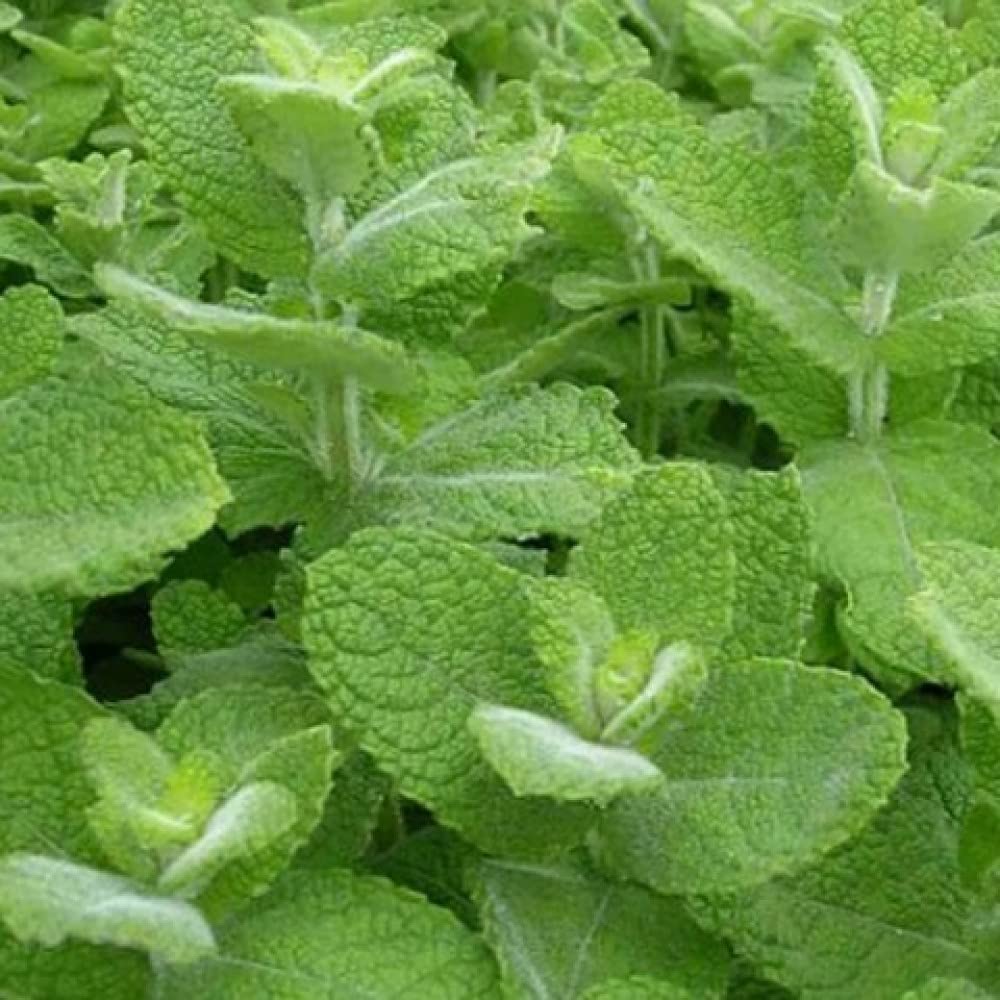 Graffiti GRDN Apple Mint flowers indicating ongoing growth and fragrance.