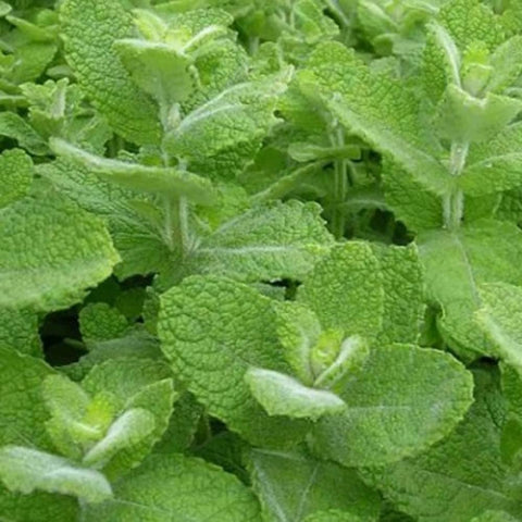 Graffiti GRDN Apple Mint flowers indicating ongoing growth and fragrance.