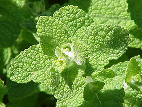 Graffiti GRDN Apple Mint garden bed ready for fresh harvest.