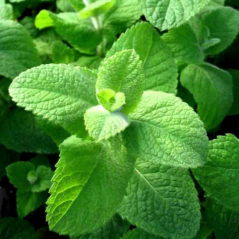 Graffiti GRDN Apple Mint harvest shows ready-to-use leaves.