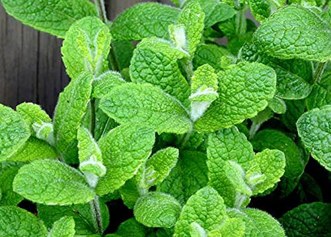 Graffiti GRDN Apple Mint potted plant ideal for indoor growing.