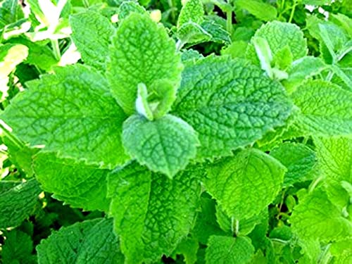 Graffiti GRDN Apple Mint seedling showing vigorous growth for balcony gardens.